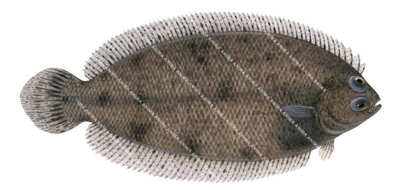 Side view illustration of the Tiled Righteye Flounder,Poecilopsetta plinthus, colourful.