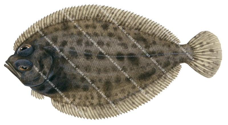 Scientific illustration of the Spotted Deepsea Flounder,Mancopsetta maculata, top view.