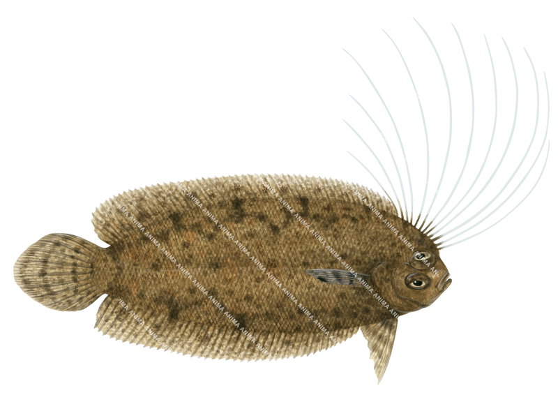 A fish illustration of the Cockatoo Flounder,Samaris cristatus, top view on white background with brown colouring with black small patch.