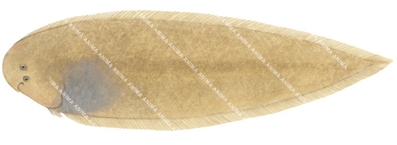 Illustration of a Southern Tongue Sole fish, with a mainly beige or light brown coloration with its small, curved mouth.