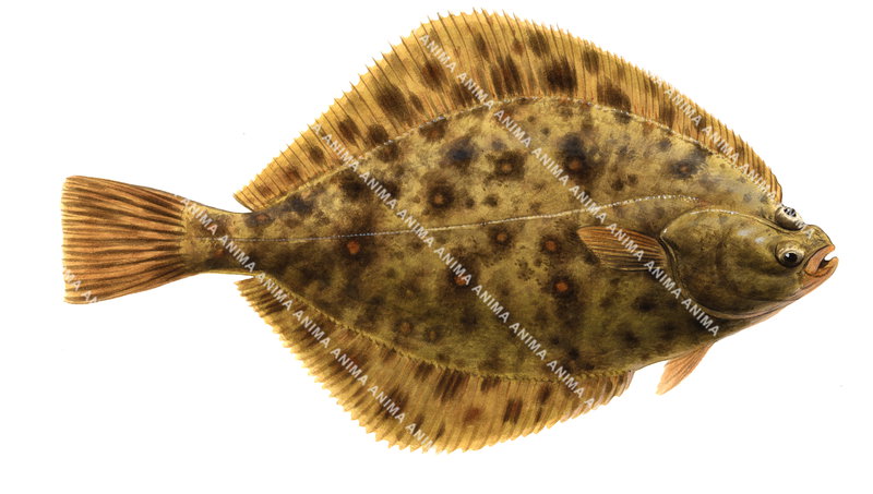 European Flounder/Flet