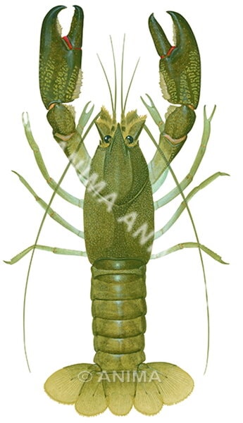 A detailed, accurate illustration of a Yabby on white background, dorsal view. The Yabby has a green body colour.