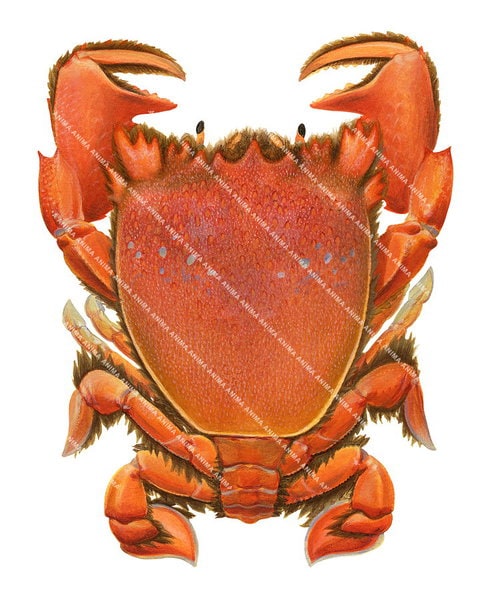 An illustration of a red spanner crab on white background with a bright orange colour carapace.