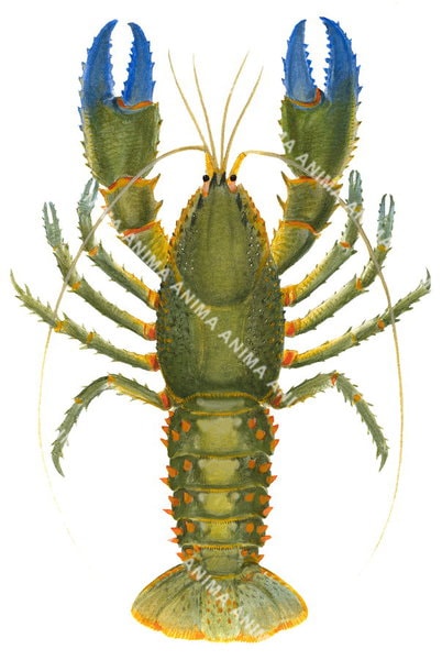 detailed illustration of the Spiny Crayfish with green body, blue claws and orange details on a white background.