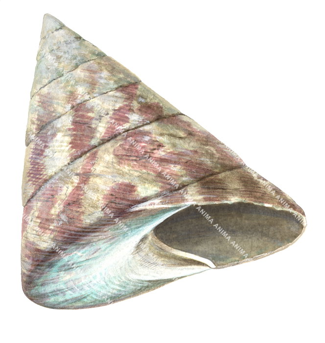 Close-up illustration of a Trochus, showing its conical shape and brown-pink color pattern on the shell itself and a blue pattern on the base of the shell.
