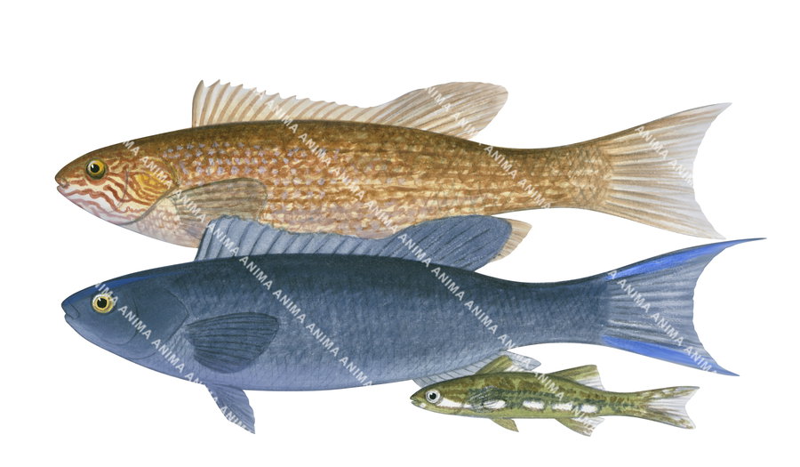 Illustration of the male, female and a juvenile herring fish on a white background, side view. This fish has an indented caudal fin.