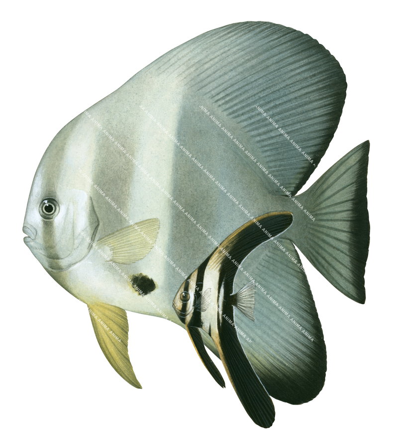 A scientific illustration of the Adult and Juvenile Roundface Batfish, Platax teira, side view on white background.