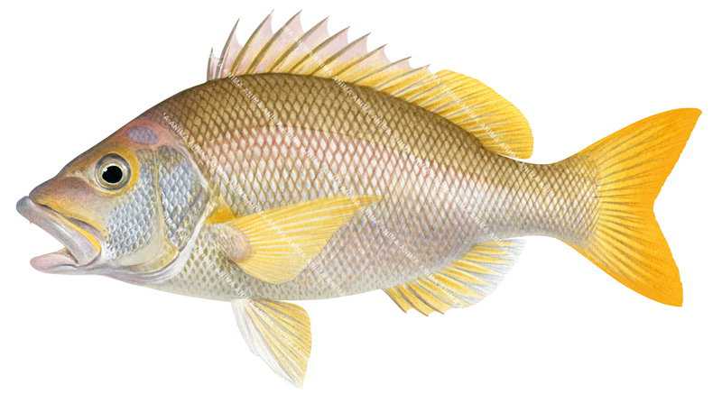 Tang's Snapper