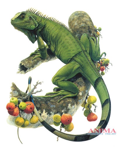 Green Iguana