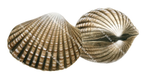 A realistic, accurate illustration of two Ark Shell on white background. One shell is shown in profile and the other one from above.