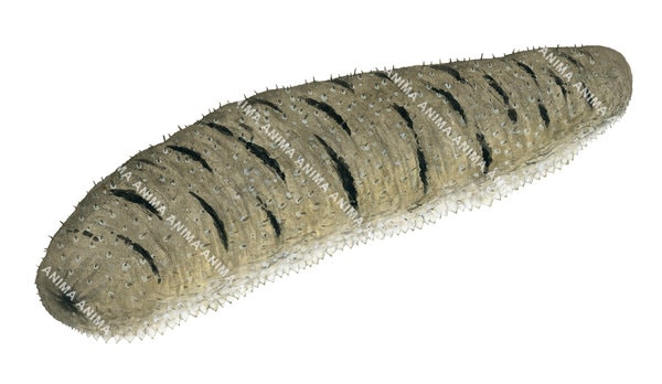 An scientific illustration of the Sandfish Sea Cucumber on white background, it has a beige with black small stripes color