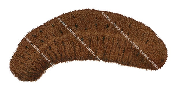 scientific illustration of a Redfish Sea Cucumber on white background, the Sea Cucumber is mostly brown color with black spots.