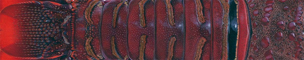 Underwater sea life image