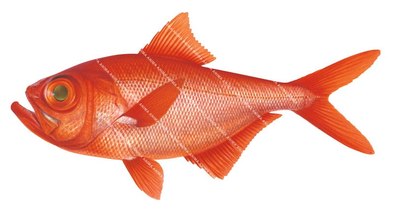 A detailed illustration of a Alfonsino, Bery splenden showing the fish in profile with its large eye and silvery red colour