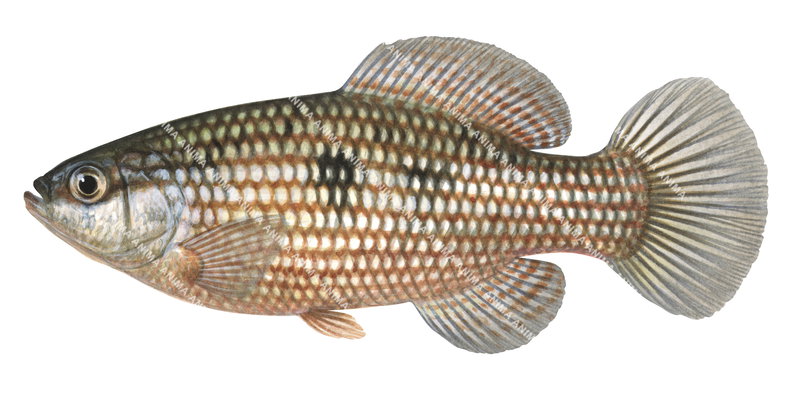 An accurate illustration of the American Flagfish on white background, side view and colourful.