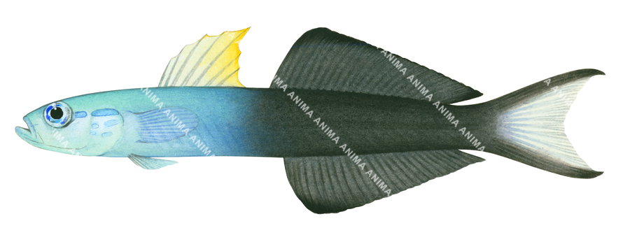 A fish illustration of the Arrow Dartgoby with its body blue and black colour, side viewand white background.