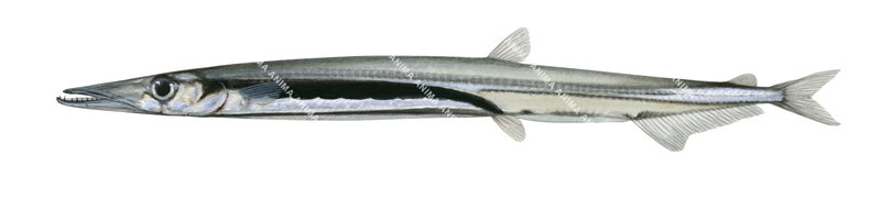 A fish illustration on white background of the Atlantic Barracudina,Lestidium atlanticum,lateral view, colourful.
