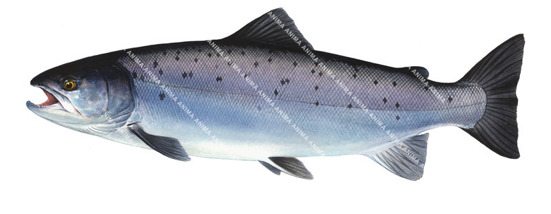 A close-up realistic illustration of a Swimming Atlantic Salmon,Salmo salar.It has blue, silver, and black colouring and its mouth is open.
