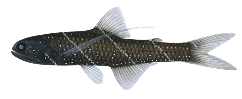 A detailed illustration of a dark-colored Austral Lanternfish,Lampanyctus australis with a long body, large eyes, and pale fins. The fish’s body has several glowing spots.