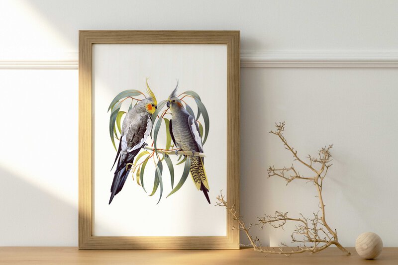 natural wall fine art print featuring a couple of Australian Cockatiel with Eucalyptus leaves representing a heart.