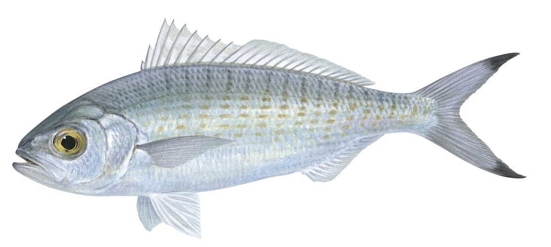 Detailed portrait of a Australian Herring print on white background, the fish has two distinctive black marks at the end of its tail.