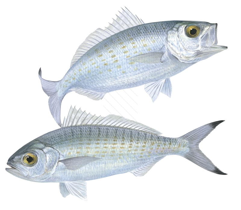 Accurate illustration of two Australian Herrings chasing a prey on white background with a silver colour body with small yellow spots and two dark spots on their caudal fins, capturing the detailed underwater style of Roger Swainston.