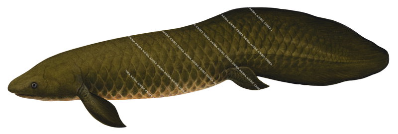 Accurate Scientific illustration of the Australian Lungfish,Neoceratodus forsteri in alive position, mostly brown, side view.