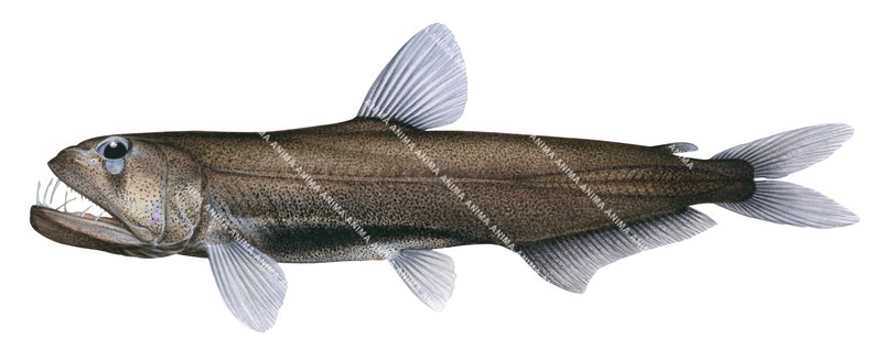 A realistic illustration of the Balbo Sabretooth,Evermannella balbo with a prominent adipose fin. On white background and lateral views.