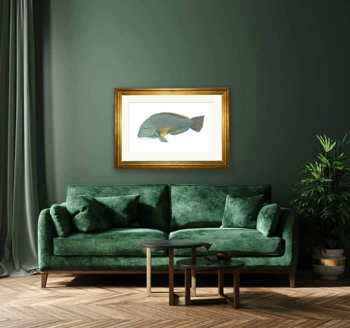 Framed Fine Art Print of the swimming Baldchin Groper by R.Swainston on dark green wall