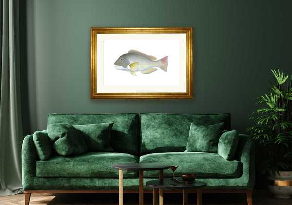 Framed Exceptional Art print of the iconic Baldchin Groper by Roger Swainston