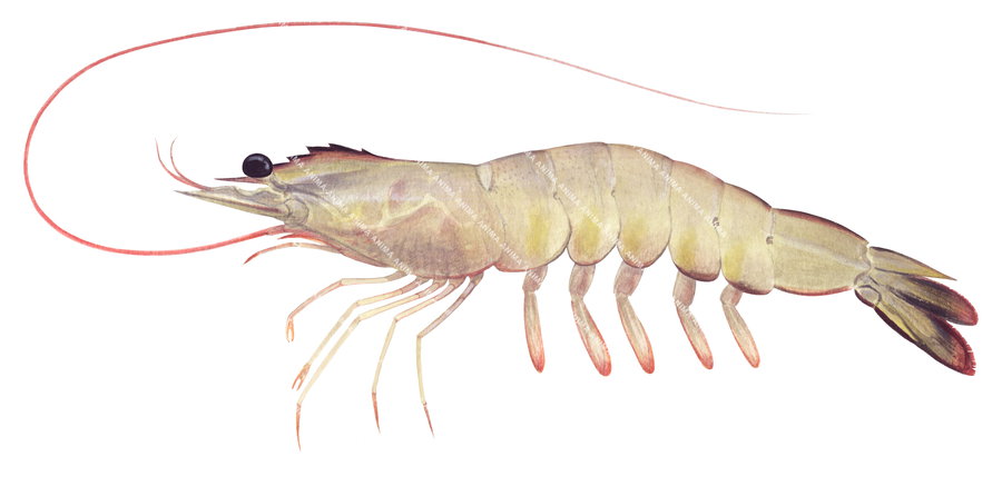 A realistic illustration of the Banana Prawn,Fenneropenaeus merguiensis on white background, lateral view with its raised red antennae. its body is cream to yellow and pink colour.