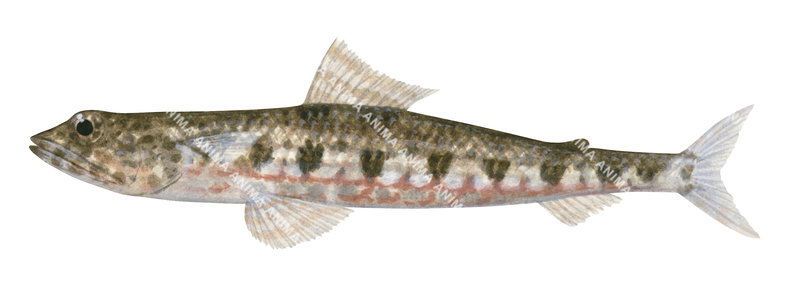 A fish illustration on white background of the Banded Lizardfish,Synodus dermatogenys side view, colourful.