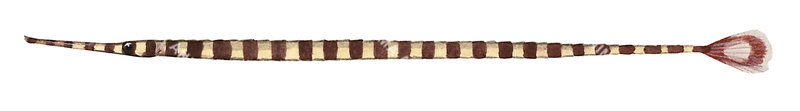 A scientific illustration of a illustration of the Banded Pipefish,Doryrhamphus dactyliophorus on white background, side view, colourful.