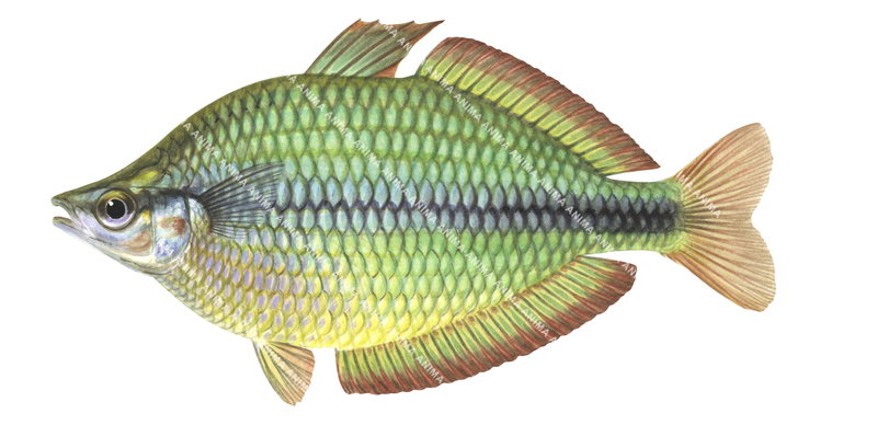 A colourful scientific illustration of the Banded Rainbowfish,Melanotaenia trifasciata on white background, lateral view,colourful.