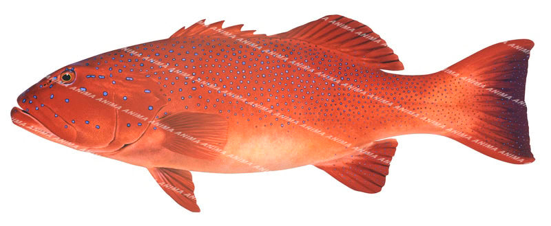 Fine Art print of the Barcheek Coral Trout by Roger Swainston