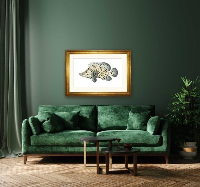 Decors with the Fine Art marine life print of the stunning Barramundi Rockcod