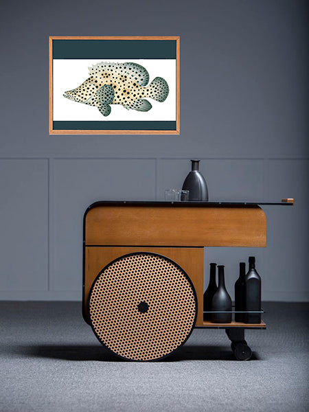 Fine Art marine life print of the stunning Barramundi Rockcod
