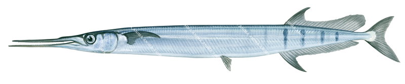 A High quality accurate illustration of the Barred Longtom displayed against a white background, side view, mainly blue colours.