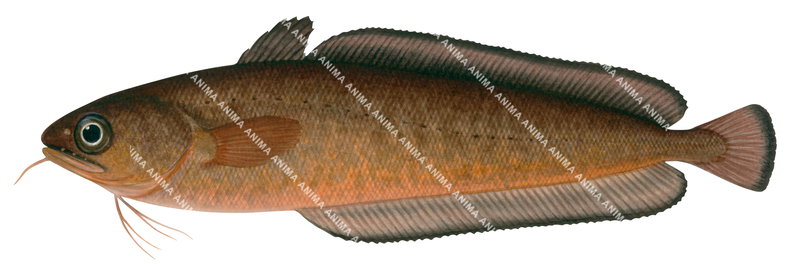 A fish illustration on white background of the Bastard Red Cod,Pseudophycis breviuscula,side view, colourful.