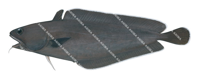 Accurate illustration of the Beardie,Lotella rhacina,side view, colourful.