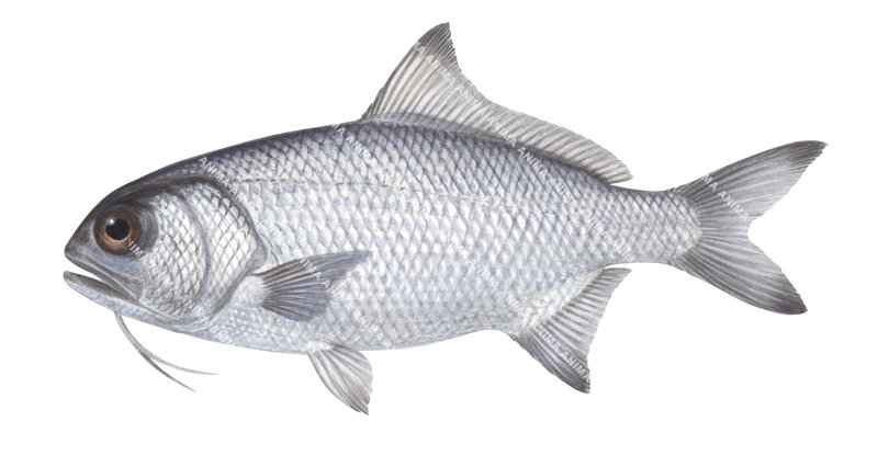 A fish illustration on white background of the Berndt's Beardfish,Polymixia berndti,side view, with a silver body.