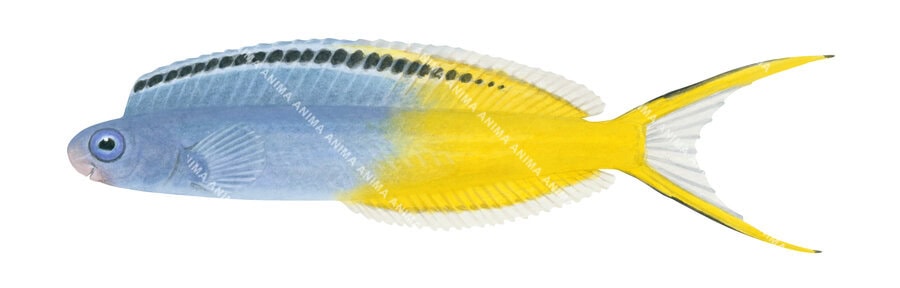 Accurate illustration of the Bicolor Fangblenny, side view with half body blue colour and the other half bright yellow.