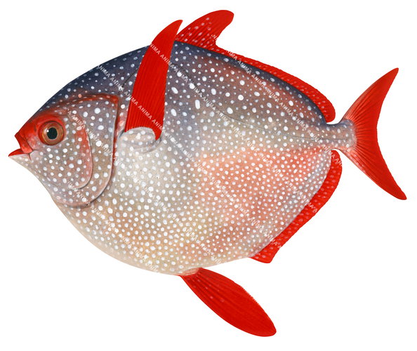 A fish illustration on white background of the Bigeye Pacific Opah, Lampris megalopsis.It has a round body with bright red fins and white spots all over its body.