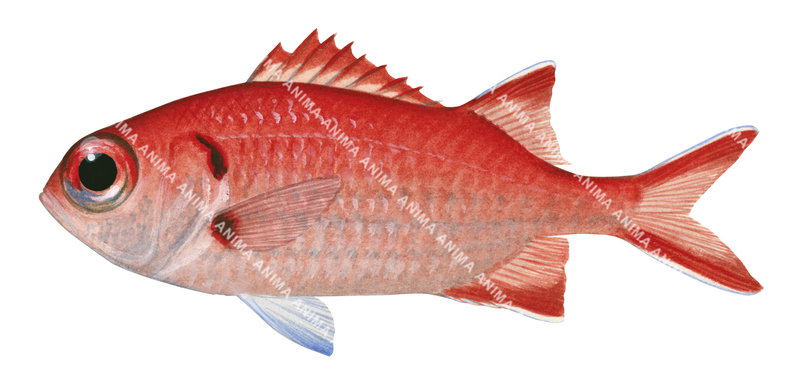 A fish illustration on white background of a Bigeye Soldierfish,Myripristis pralinia, side view, colourful.