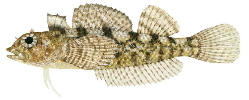 Marine life illustration of the Bighead Threefin capturing the detailed underwater style of Roger Swainston.