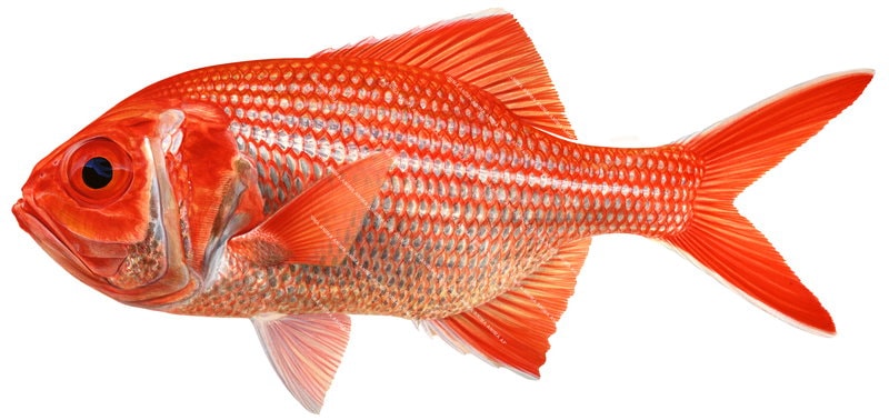 Realistic accurate illustration of the Bight Redfish,Centroberyx gerrardi on white background,showing the fish in profile with its large eyes.