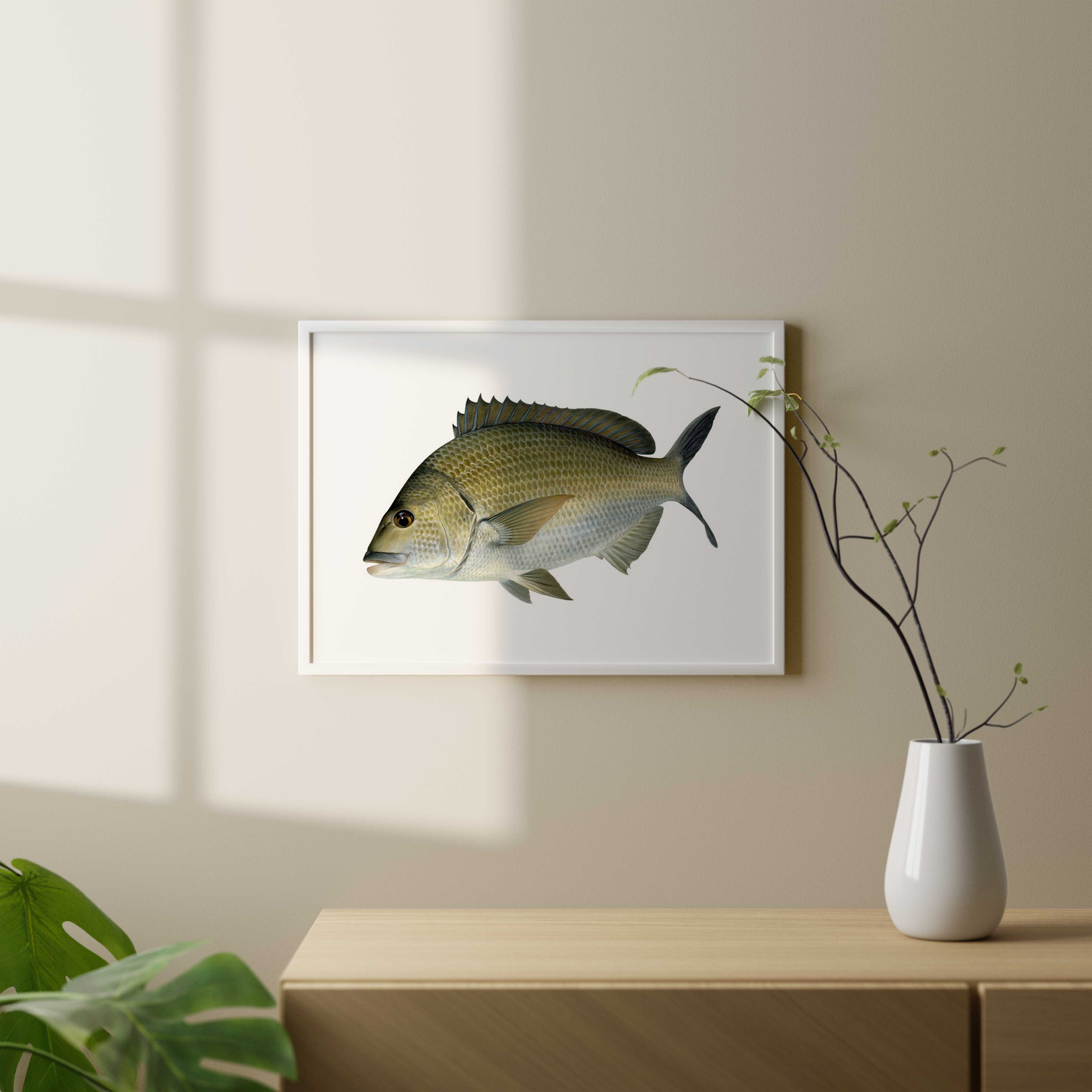 Black Bream Swimming-Print