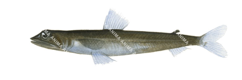 Fish illustration on white background of Black Lizardfish,Synodus kaianus,side view, colourful.