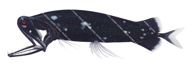 Scientific illustration of a Black Loosejaw,Malacosteus niger with its open large jaw and long, fine teeth. Its eye is red and its body is black with white irregular spots.