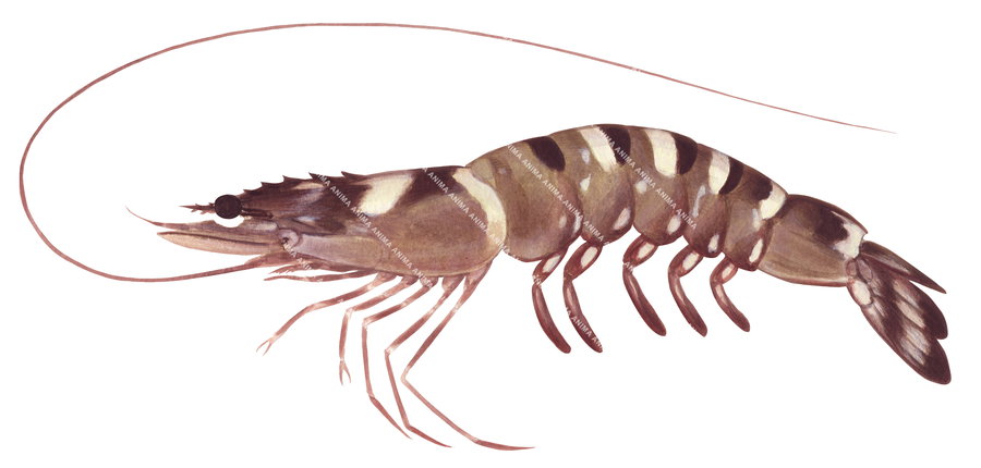 An illustration of the Black Tiger Prawn,side view. Its body is overall rusty brown color with distinctive black and white banding across its back and on its tail.